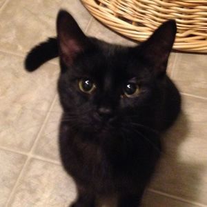 Meet your Posher, Chrissy